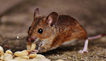 24 Hour & Emergency Exterminators in Double Horn, TX